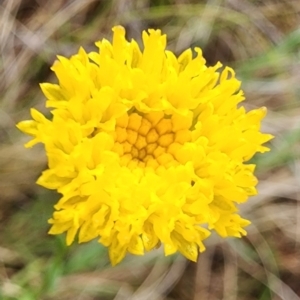 Rutidosis leptorhynchoides at Red Hill Nature Reserve - 29 Nov 2023