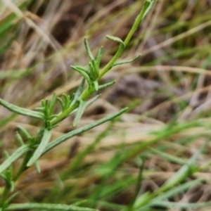 Rutidosis leptorhynchoides at Red Hill Nature Reserve - 29 Nov 2023