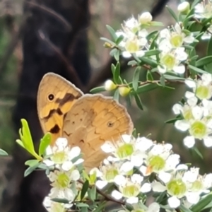 Heteronympha merope at Isaacs Ridge and Nearby - 29 Nov 2023 05:57 PM