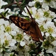 Heteronympha merope at Isaacs Ridge and Nearby - 29 Nov 2023 05:57 PM