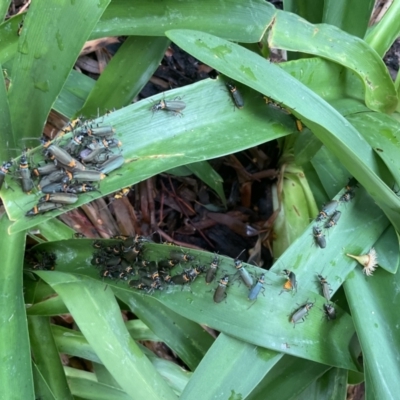 Chauliognathus lugubris (Plague Soldier Beetle) at Nicholls, ACT - 29 Nov 2023 by Liberalfaye
