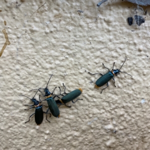 Chauliognathus lugubris at Nicholls, ACT - 29 Nov 2023