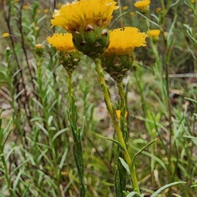Rutidosis leptorhynchoides (Button Wrinklewort) at Red Hill Nature Reserve - 29 Nov 2023 by Steve818