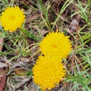 Rutidosis leptorhynchoides at Red Hill Nature Reserve - 29 Nov 2023