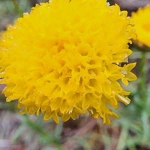 Rutidosis leptorhynchoides at Red Hill Nature Reserve - 29 Nov 2023