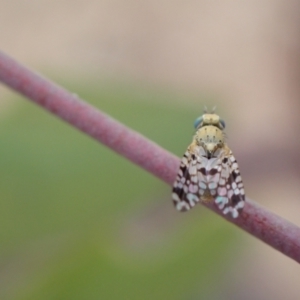 Austrotephritis sp. (genus) at Murrumbateman, NSW - 25 Nov 2023