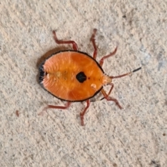 Musgraveia sulciventris (Bronze Orange Bug) at Isaacs, ACT - 29 Nov 2023 by galah681