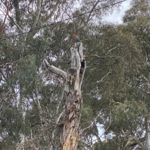 Callocephalon fimbriatum at Curtin, ACT - 29 Nov 2023