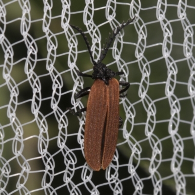 Porrostoma rhipidium (Long-nosed Lycid (Net-winged) beetle) at Higgins, ACT - 24 Nov 2023 by AlisonMilton