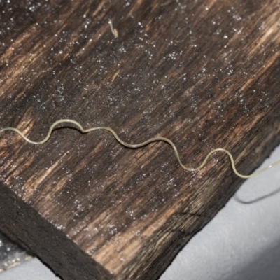 Nematomorpha (phylum) (Horsehair or Gordian worm) at Higgins, ACT - 28 Nov 2023 by AlisonMilton