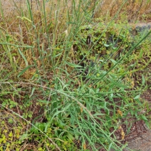 Chondrilla juncea at Isaacs Ridge and Nearby - 29 Nov 2023 06:28 PM