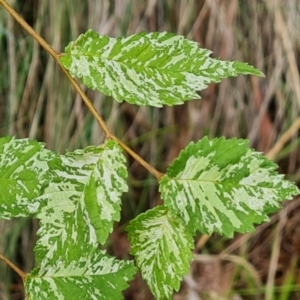 Ulmus procera at Isaacs Ridge - 29 Nov 2023