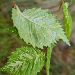 Ulmus procera at Isaacs Ridge - 29 Nov 2023