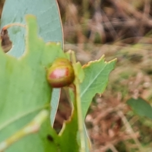 Paropsisterna fastidiosa at Isaacs Ridge - 29 Nov 2023