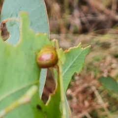 Paropsisterna fastidiosa (Eucalyptus leaf beetle) at Isaacs Ridge and Nearby - 29 Nov 2023 by Mike