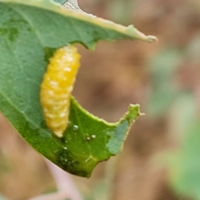 Chrysomelidae sp. (family) at Isaacs Ridge - 29 Nov 2023 by Mike