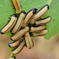 Paropsisterna cloelia (Eucalyptus variegated beetle) at Isaacs, ACT - 29 Nov 2023 by Mike