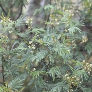 Acacia mearnsii at Higgins, ACT - 29 Nov 2023