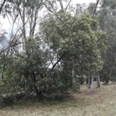 Acacia mearnsii at Higgins, ACT - 29 Nov 2023