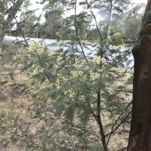 Acacia mearnsii at Higgins, ACT - 29 Nov 2023