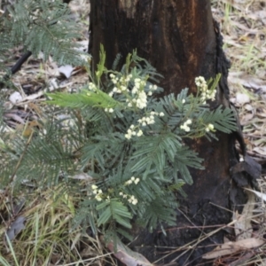 Acacia mearnsii at Higgins, ACT - 29 Nov 2023