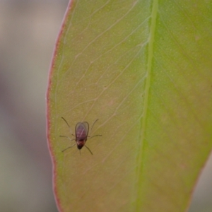 Cecidomyiidae (family) at Murrumbateman, NSW - 25 Nov 2023