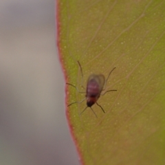 Cecidomyiidae (family) at Murrumbateman, NSW - 25 Nov 2023 02:05 PM