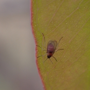 Cecidomyiidae (family) at Murrumbateman, NSW - 25 Nov 2023