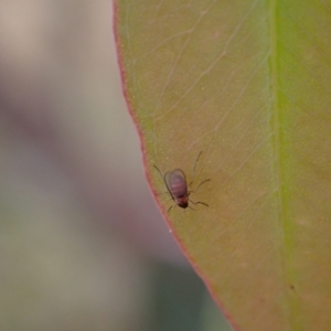 Cecidomyiidae (family) at Murrumbateman, NSW - 25 Nov 2023