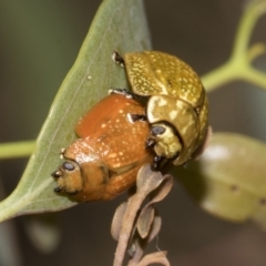 Paropsisterna cloelia (Eucalyptus variegated beetle) at Weetangera, ACT - 24 Feb 2023 by AlisonMilton