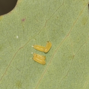 Paropsisterna cloelia at Weetangera, ACT - 24 Feb 2023 11:25 AM