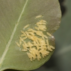 Paropsisterna cloelia at Weetangera, ACT - 24 Feb 2023 11:25 AM