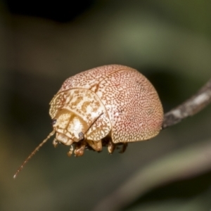 Paropsis atomaria at Weetangera, ACT - 24 Feb 2023