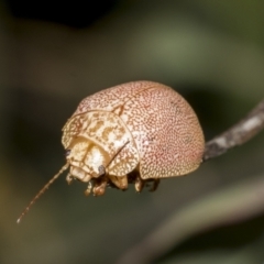 Paropsis atomaria (Eucalyptus leaf beetle) at Weetangera, ACT - 24 Feb 2023 by AlisonMilton