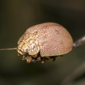 Paropsis atomaria at Weetangera, ACT - 24 Feb 2023