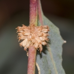 Paropsis atomaria at Weetangera, ACT - 24 Feb 2023