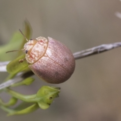 Paropsis atomaria at Weetangera, ACT - 24 Feb 2023