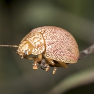 Paropsis atomaria at Weetangera, ACT - 24 Feb 2023