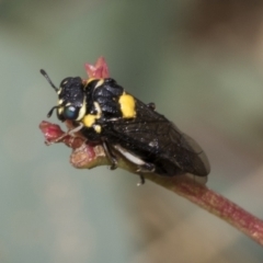 Pergagrapta bicolor (A sawfly) at The Pinnacle - 23 Feb 2023 by AlisonMilton