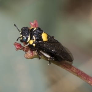 Pergagrapta bicolor at The Pinnacle - 24 Feb 2023 10:49 AM