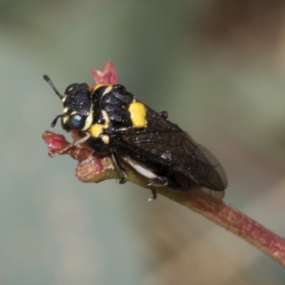 Pergagrapta bicolor (A sawfly) at Weetangera, ACT - 23 Feb 2023 by AlisonMilton