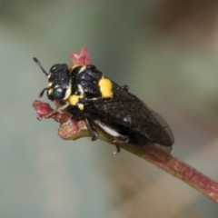 Pergagrapta bicolor (A sawfly) at Weetangera, ACT - 23 Feb 2023 by AlisonMilton