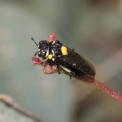 Pergagrapta bicolor at The Pinnacle - 24 Feb 2023 10:49 AM