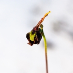 Caleana major (Large Duck Orchid) at Brunswick Heads, NSW - 20 Sep 2023 by mmpix