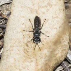 Pison sp. (genus) (Black mud-dauber wasp) at Weetangera, ACT - 24 Feb 2023 by AlisonMilton