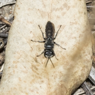 Pison sp. (genus) (Black mud-dauber wasp) at Weetangera, ACT - 24 Feb 2023 by AlisonMilton