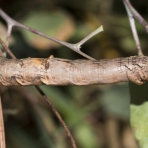 Gastrophora henricaria at Weetangera, ACT - 24 Feb 2023