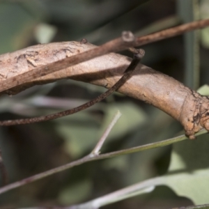 Gastrophora henricaria at Weetangera, ACT - 24 Feb 2023