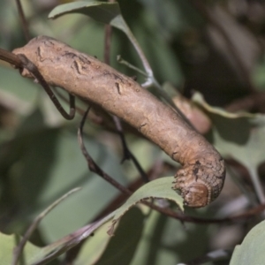 Gastrophora henricaria at Weetangera, ACT - 24 Feb 2023