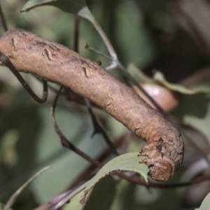 Gastrophora henricaria at Weetangera, ACT - 24 Feb 2023